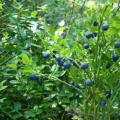 Dream interpretation of blueberries.  Berry prediction.  Why do you dream about blueberries?  Dream Interpretation - Getting married