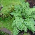 The significance of modern fern-like plants in nature and human life