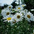 Chamomile - a garden beauty with beneficial properties Perennial chamomile with seeds
