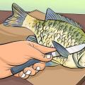 Ikan air tawar kering di rumah: cara mengasinkan dan mengeringkan ikan air tawar dengan aman, efisien, dan enak