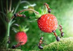 Berömda drömböcker om myror i en dröm
