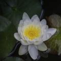Tetrahedral water lily: larawan at paglalarawan Ano ang hitsura ng water lily