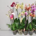 Egzotikus orchideafajok fényképei és nevei Orchideák típusai névvel