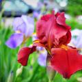 নীল-বেগুনি সাইবেরিয়ান irises