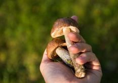 Збирати гриби в лісі їстівні