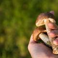 Memetik jamur yang bisa dimakan di hutan